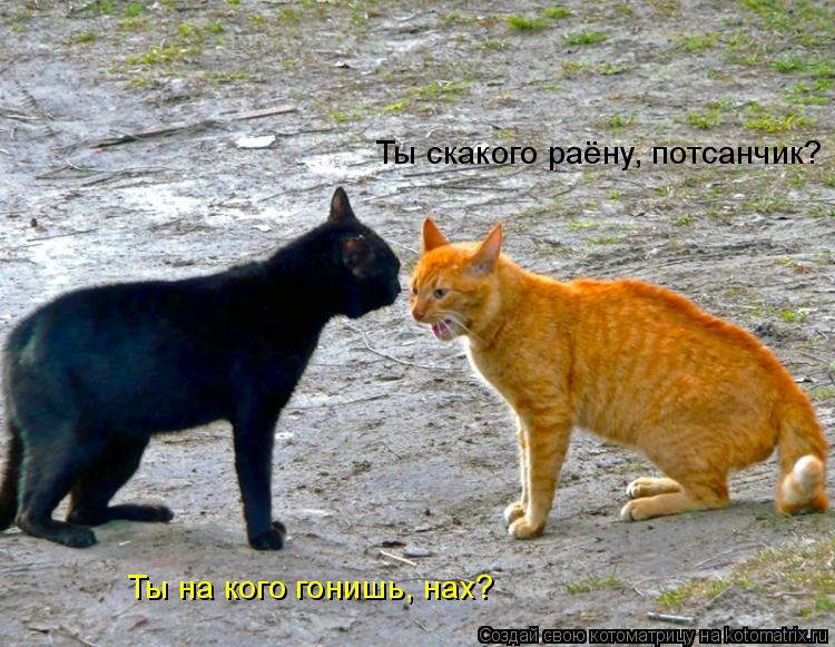 Ты скакого раёну, потсанчик? Ты на кого гонишь, нах?... Котоматрица: Ты скакого раёну, потсанчик? Ты на кого гонишь, нах?
