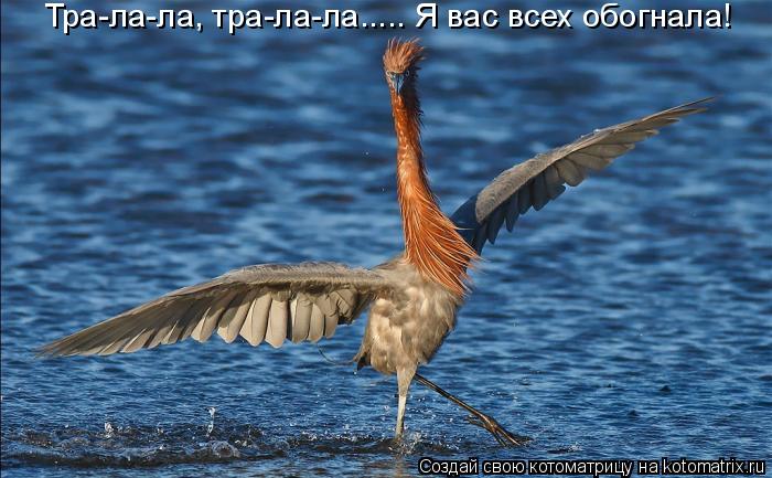 Тра-ла-ла, тра-ла-ла..... Я вас всех обогнала!... Котоматрица: Тра-ла-ла, тра-ла-ла..... Я вас всех обогнала!