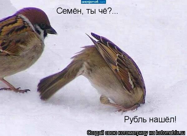 Семён, ты чё?... Рубль нашёл!... Котоматрица: Семён, ты чё?... Рубль нашёл!