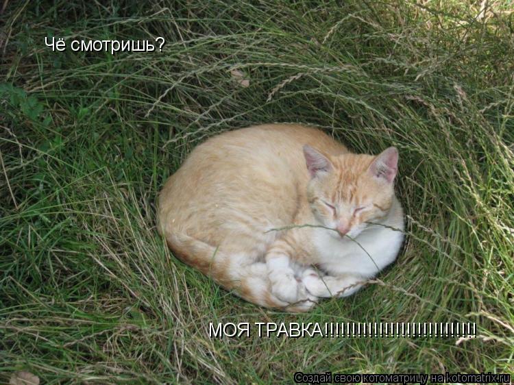 Чё смотришь? МОЯ ТРАВКА!!!!!!!!!!!!!!!!!!!!!!!!!!!!... Котоматрица: Чё смотришь? МОЯ ТРАВКА!!!!!!!!!!!!!!!!!!!!!!!!!!!!