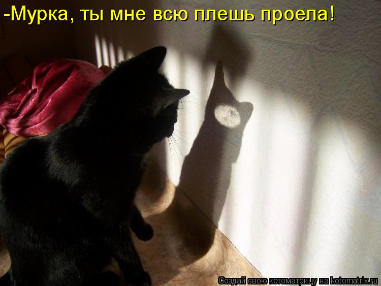 Котоматрица: -Мурка, ты мне всю плешь проела!