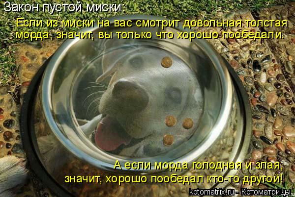 Закон пустой миски: Если из миски на вас смотрит довольная толстая морда, значит, вы только что хорош... Котоматрица: Закон пустой миски: Если из миски на вас смотрит довольная толстая морда, значит, вы только что хорошо пообедали. А если морда голодная и зла