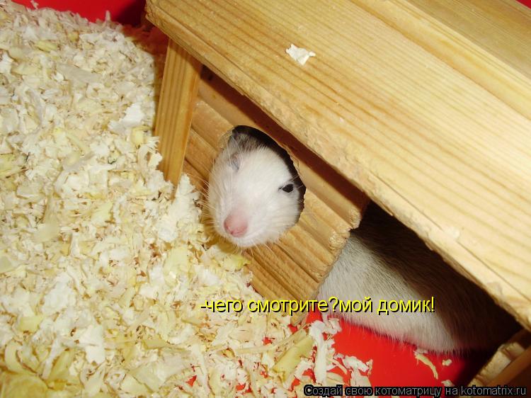 -чего смотрите?мой домик!... Котоматрица: -чего смотрите?мой домик!