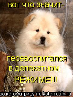 вот что значит- перевоспитался в делекатном РЕЖИМЕ!!!... Котоматрица: вот что значит- перевоспитался в делекатном РЕЖИМЕ!!!