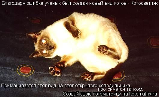 Котоматрица: Благодаря ошибке ученых был создан новый вид котов - Котосветляк. Приманивается этот вид на свет открытого холодильника, прогоняется тапко