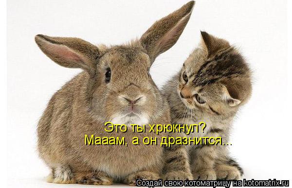 Котоматрица: Это ты хрюкнул? Мааам, а он дразнится...