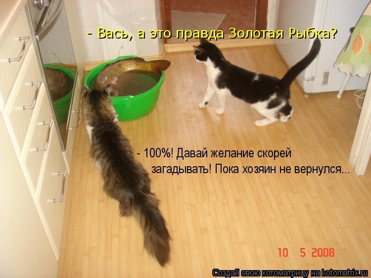 Котоматрица: - 100%! Давай желание скорей  загадывать! Пока хозяин не вернулся... - Вась, а это правда Золотая Рыбка?