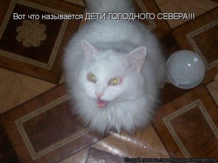 Котоматрица: Вот что называется ДЕТИ ГОЛОДНОГО СЕВЕРА!!!