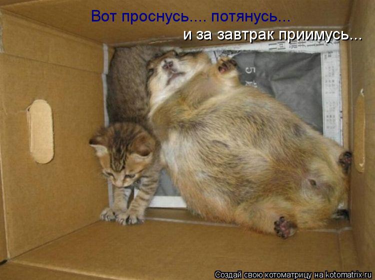 Котоматрица: Вот проснусь.... потянусь... и за завтрак приимусь...