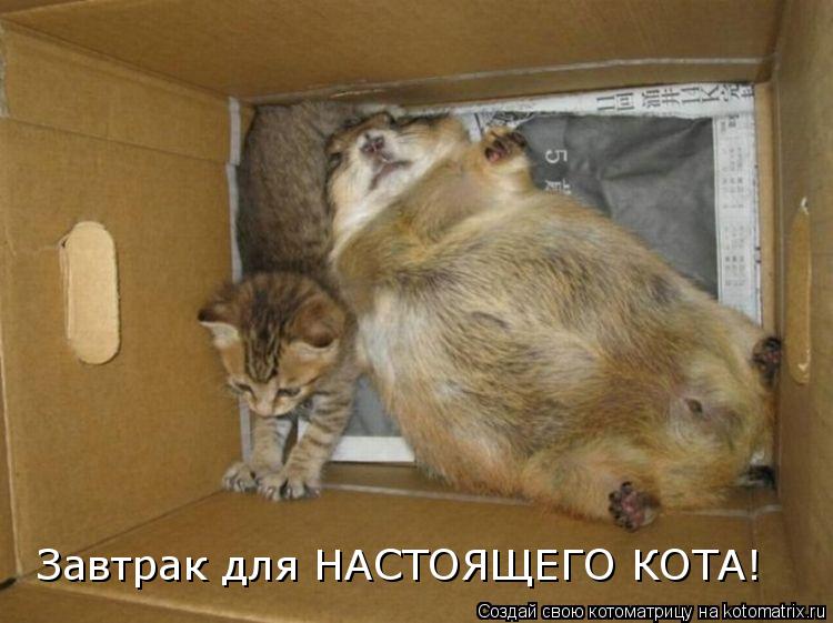Котоматрица: Завтрак для НАСТОЯЩЕГО КОТА!