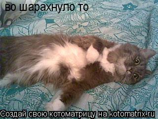 во шарахнуло то... Котоматрица: во шарахнуло то