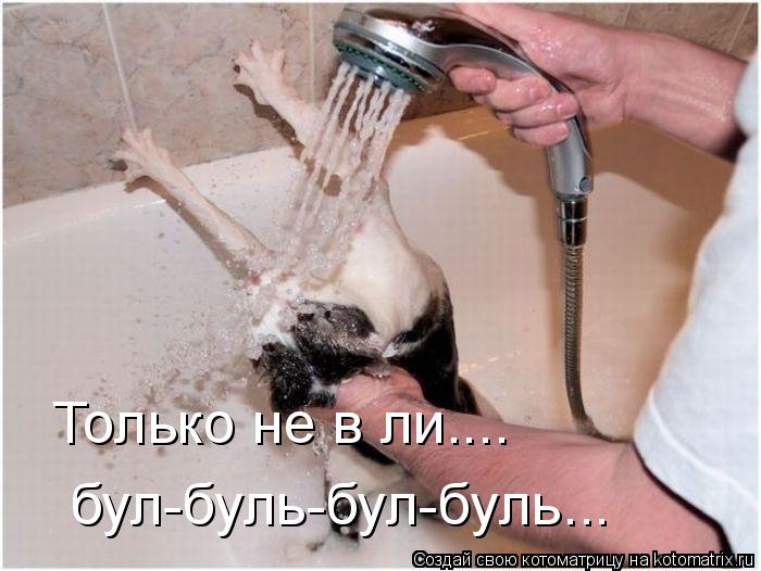 Только не в ли.... бул-буль-бул-буль...... Котоматрица: Только не в ли.... бул-буль-бул-буль...