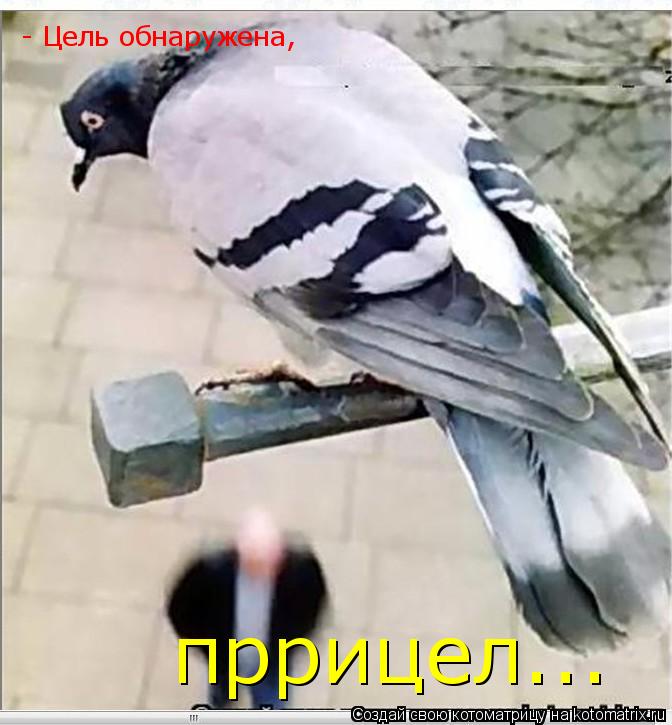 - Цель обнаружена, пррицел...... Котоматрица: - Цель обнаружена, пррицел...