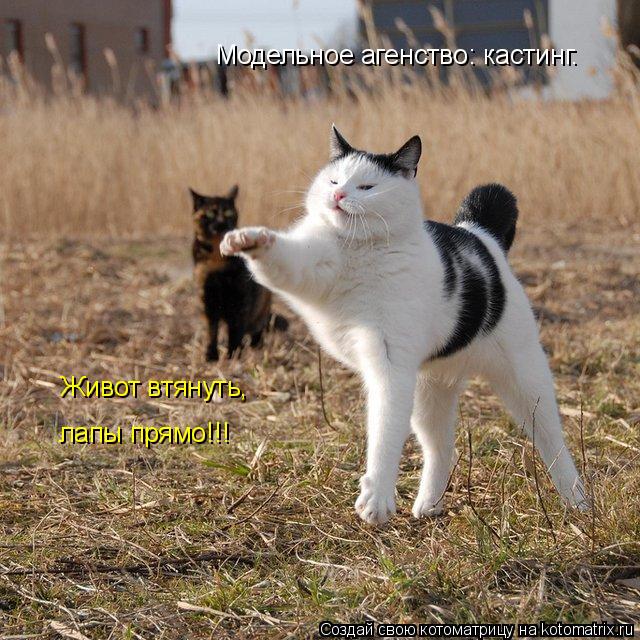 Модельное агенство: кастинг. Живот втянуть, лапы прямо!!!... Котоматрица: Модельное агенство: кастинг. Живот втянуть, лапы прямо!!!