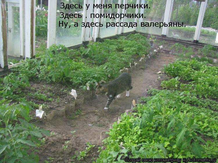 Здесь у меня перчики. Здесь – помидорчики. Ну, а здесь рассада валерьяны.... Котоматрица: Здесь у меня перчики. Здесь – помидорчики. Ну, а здесь рассада валерьяны.