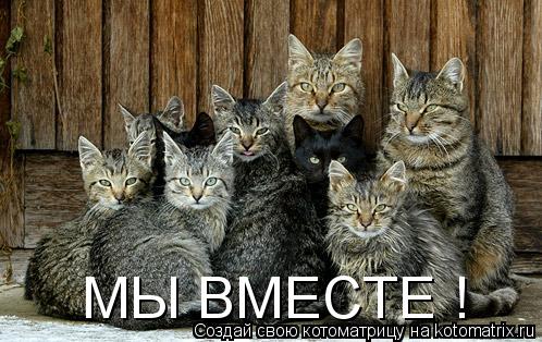 МЫ ВМЕСТЕ !... Котоматрица: МЫ ВМЕСТЕ !