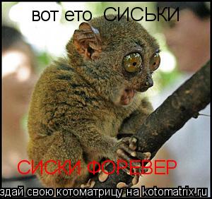 вот ето СИСЬКИ СИСКИ ФОРЕВЕР... Котоматрица: вот ето СИСЬКИ СИСКИ ФОРЕВЕР