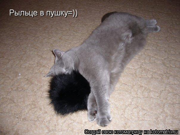 Рыльце в пушку=))... Котоматрица: Рыльце в пушку=))