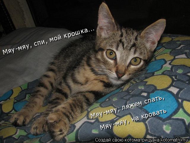 Котоматрица: Мяу-мяу, спи, мой крошка... Мяу-мяу, ляжем спать, Мяу-мяу, на кровать