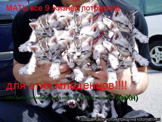 Котоматрица: МАТЬ все 9 жизней потратила для этих младенцов!!!! (Это было моя кошка здохла когдда последнего родила  ХнХн)
