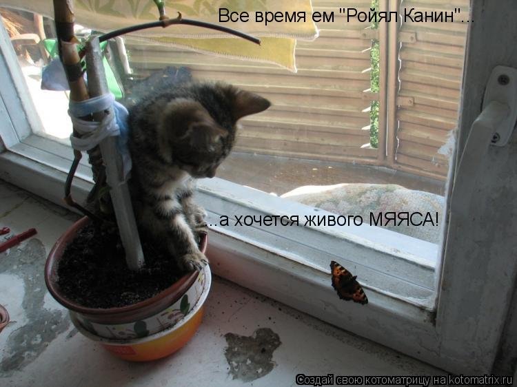 Котоматрица: Все время ем "Ройял Канин"... ...а хочется живого МЯЯСА!