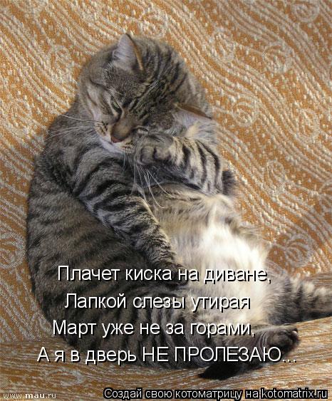Плачет киска на диване, Лапкой слезы утирая Март уже не за горами, А я в дверь НЕ ПРОЛЕЗАЮ...... Котоматрица: Плачет киска на диване, Лапкой слезы утирая Март уже не за горами, А я в дверь НЕ ПРОЛЕЗАЮ...
