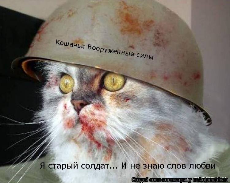 Котоматрица: Кошачьи Вооруженные силы Я старый солдат... И не знаю слов любви