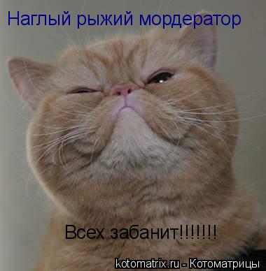 Котоматрица: Наглый рыжий мордератор Всех забанит!!!!!!!