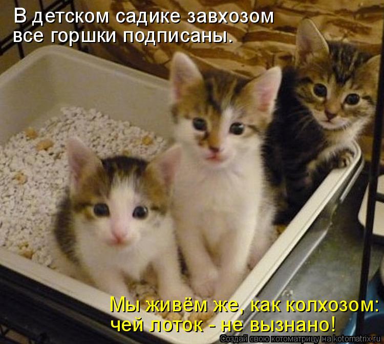 Мы живём же, как колхозом: чей лоток - не вызнано! все горшки подписаны. В детском садике завхозом... Котоматрица: Мы живём же, как колхозом: чей лоток - не вызнано! все горшки подписаны. В детском садике завхозом