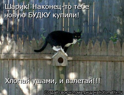 Котоматрица: Шарик! Наконец-то тебе  новую БУДКУ купили! Хлопай ушами, и взлетай!!!