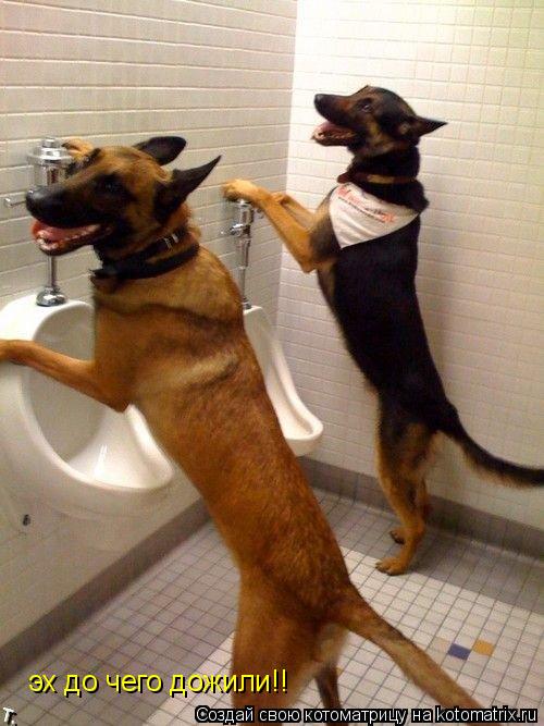 Котоматрица: эх до чего дожили!!