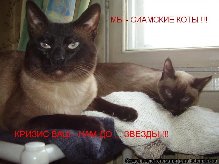 Котоматрица: МЫ - СИАМСКИЕ КОТЫ !!!  КРИЗИС ВАШ - НАМ ДО ... ЗВЕЗДЫ !!!