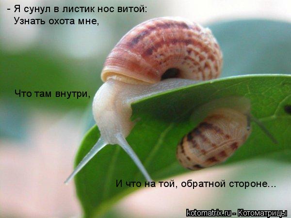 Котоматрица: - Я сунул в листик нос витой: Узнать охота мне, Что там внутри,  И что на той, обратной стороне...
