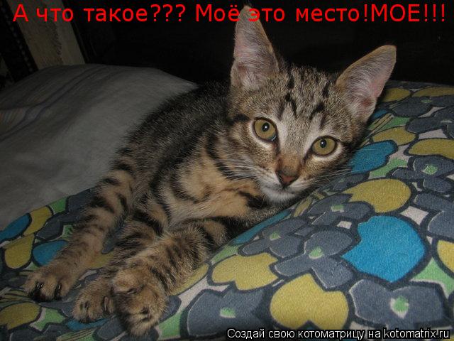 Котоматрица: А что такое??? Моё это место!МОЕ!!!
