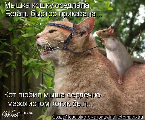 Мышка кошку оседлала, Бегать быстро приказала... Кот любил мыша сердечно, мазохистом котик был...... Котоматрица: Мышка кошку оседлала, Бегать быстро приказала... Кот любил мыша сердечно, мазохистом котик был...