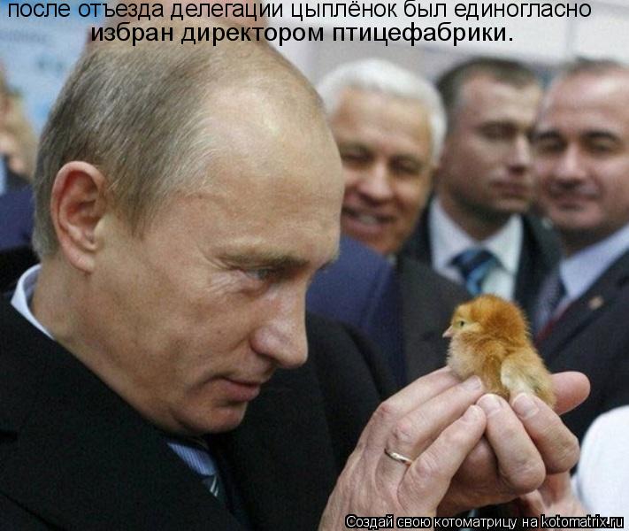 Котоматрица: после отъезда делегации цыплёнок был единогласно  избран директором птицефабрики.