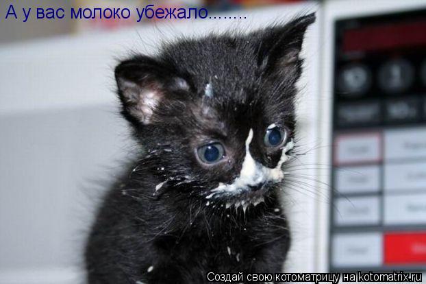 Котоматрица: А у вас молоко убежало........