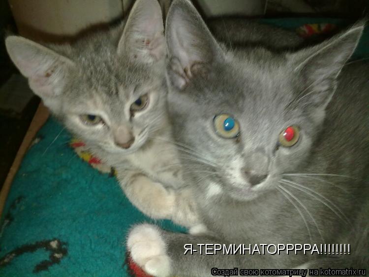 Я-ТЕРМИНАТОРРРРА!!!!!!!!... Котоматрица: Я-ТЕРМИНАТОРРРРА!!!!!!!!