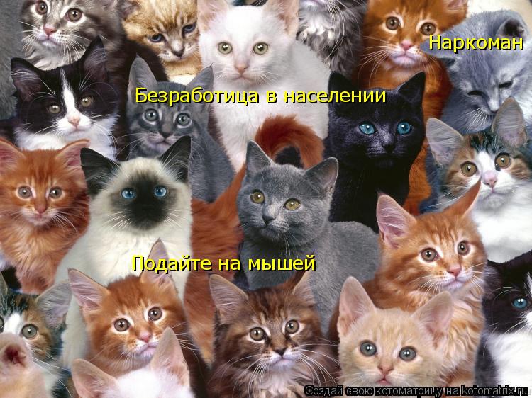 Безработица в населении Подайте на мышей Наркоман... Котоматрица: Безработица в населении Подайте на мышей Наркоман