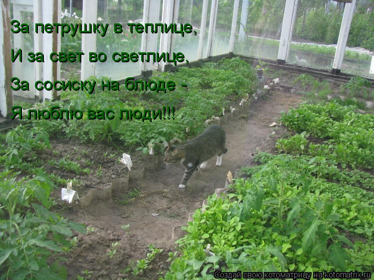 За петрушку в теплице, И за свет во светлице, За сосиску на блюде - Я люблю вас люди!!!... Котоматрица: За петрушку в теплице, И за свет во светлице, За сосиску на блюде - Я люблю вас люди!!!
