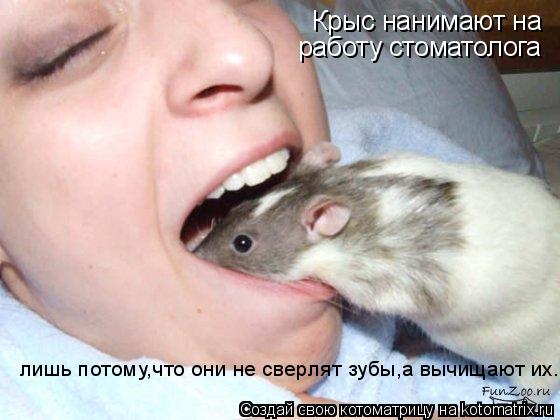 Крыс нанимают на работу стоматолога лишь потому,что они не сверлят зубы,а вычищают их.... Котоматрица: Крыс нанимают на работу стоматолога лишь потому,что они не сверлят зубы,а вычищают их.