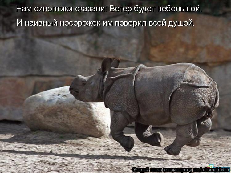 Котоматрица: И наивный носорожек им поверил всей душой. Нам синоптики сказали: Ветер будет небольшой.