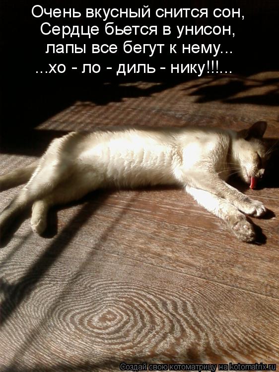 Котоматрица: Очень вкусный снится сон, Сердце бьется в унисон, лапы все бегут к нему... ...хо - ло - диль - нику!!!...