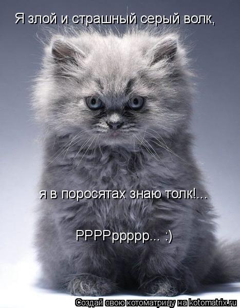 Я злой и страшный серый волк, я в поросятах знаю толк!... РРРРррррр... :)... Котоматрица: Я злой и страшный серый волк, я в поросятах знаю толк!... РРРРррррр... :)