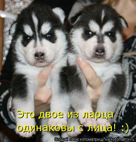 Это двое из ларца одинаковы с лица! :)... Котоматрица: Это двое из ларца одинаковы с лица! :)