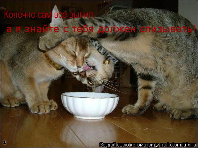 Конечно сам всё выпил, а я знайте с тебя должен слизывать!... Котоматрица: Конечно сам всё выпил, а я знайте с тебя должен слизывать!