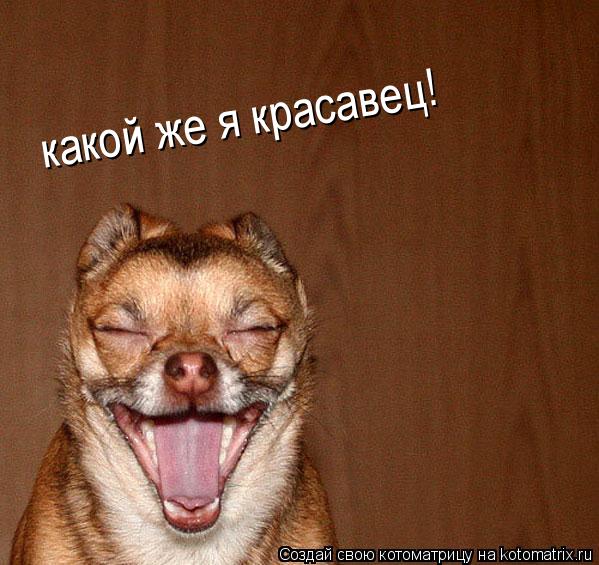 какой же я красавец!... Котоматрица: какой же я красавец!