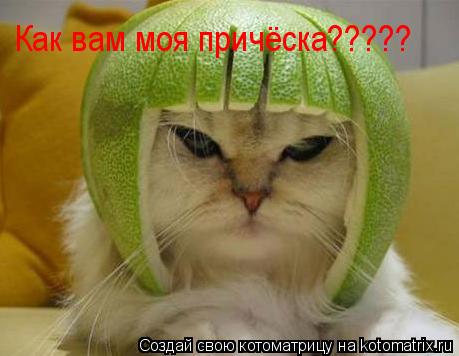 Как вам моя причёска?????... Котоматрица: Как вам моя причёска?????