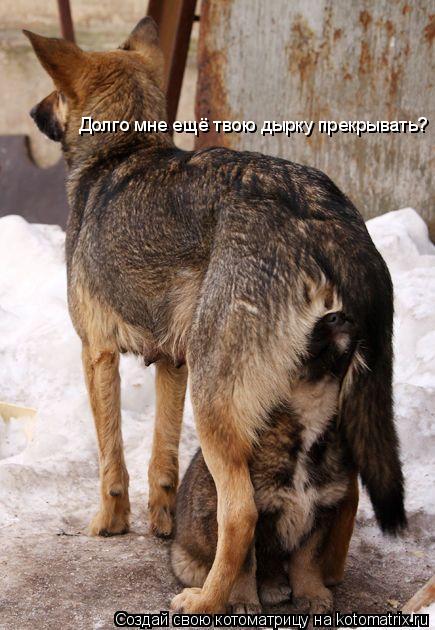 Долго мне ещё твою дырку прекрывать?... Котоматрица: Долго мне ещё твою дырку прекрывать?