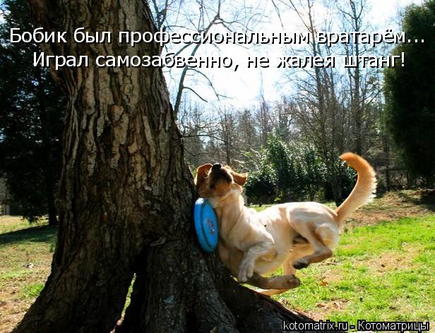 Бобик был профессиональным вратарём... Играл самозабвенно, не жалея штанг!... Котоматрица: Бобик был профессиональным вратарём... Играл самозабвенно, не жалея штанг!